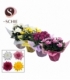 Chrysanthemum