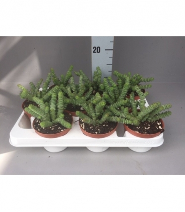 Crassula