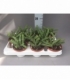 Crassula