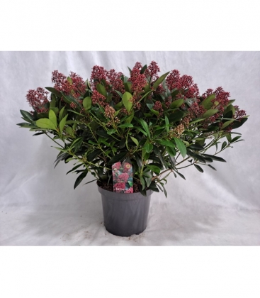 Skimmia