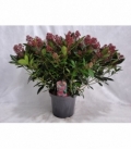 Skimmia