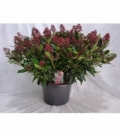 Skimmia