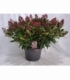 Skimmia