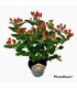 Hypericum