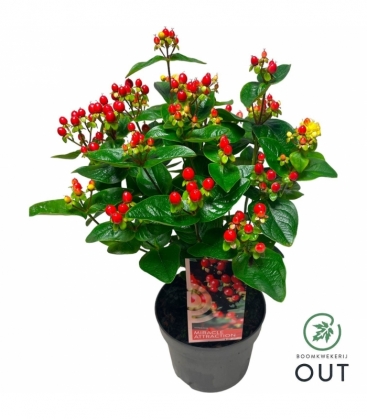 Hypericum
