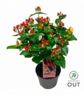 Hypericum