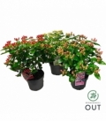 Hypericum