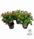 Hypericum