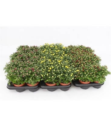 Chrysanthemum