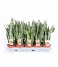 Sansevieria