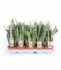 Sansevieria