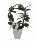 Stephanotis