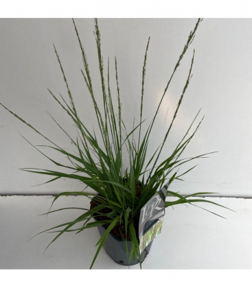 Molinia