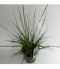 Molinia