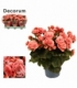 Begonia