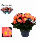 Begonia