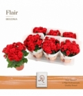 Begonia
