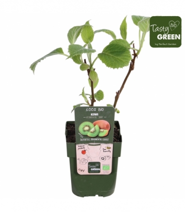 Actinidia