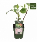 Actinidia