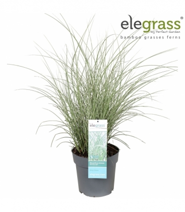 Miscanthus