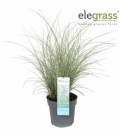 Miscanthus