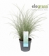 Miscanthus