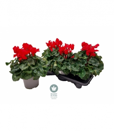 Cyclamen