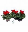 Cyclamen