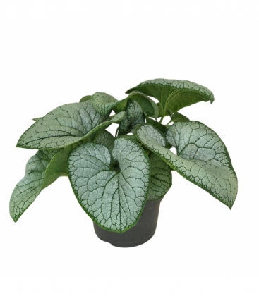 Brunnera