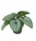 Brunnera