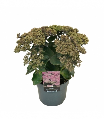 Sedum