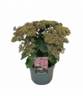 Sedum