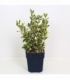 Euonymus