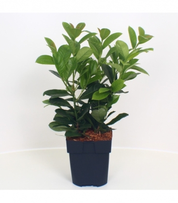 Prunus