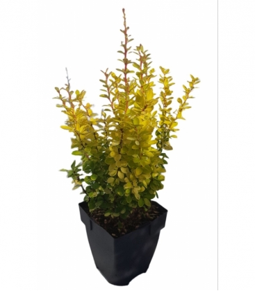 Berberis
