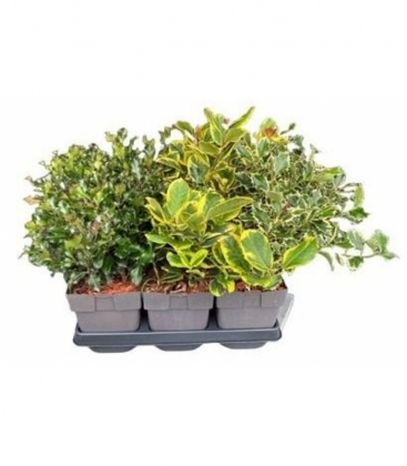 Ilex