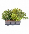 Ilex