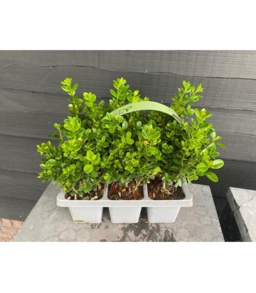Buxus