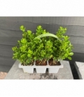 Buxus