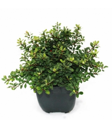 Berberis