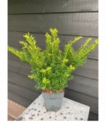Taxus