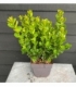 Buxus