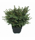 Picea