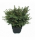 Picea