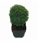 Thuja