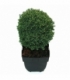Thuja