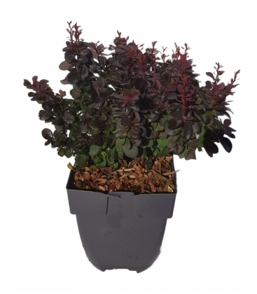 Berberis
