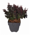 Berberis