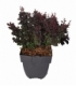 Berberis