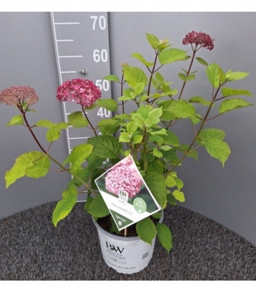 Hydrangea